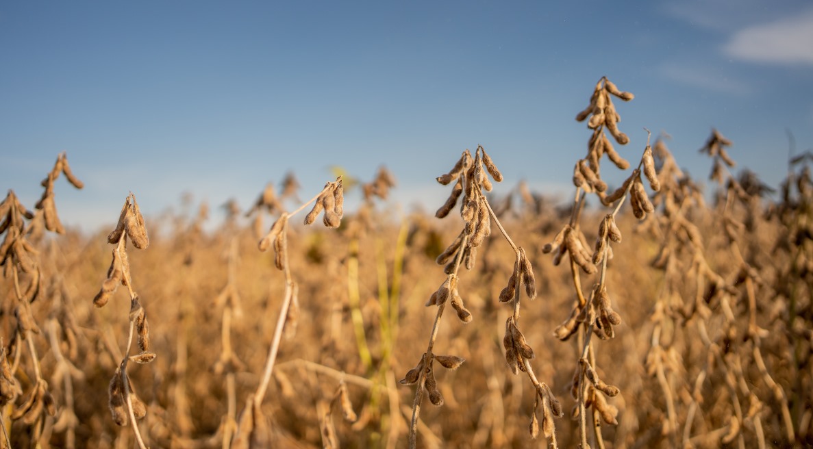 Produtor Rural Ganha Ação Contra Empresa de Seguros Agrícolas