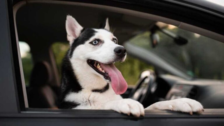 Cuidados especiais com animais de estimação durante viagens de carro