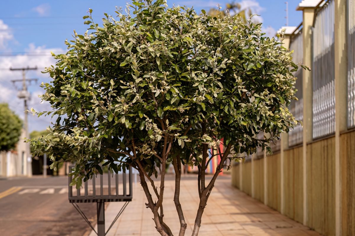 árvore oiti demora para crescer