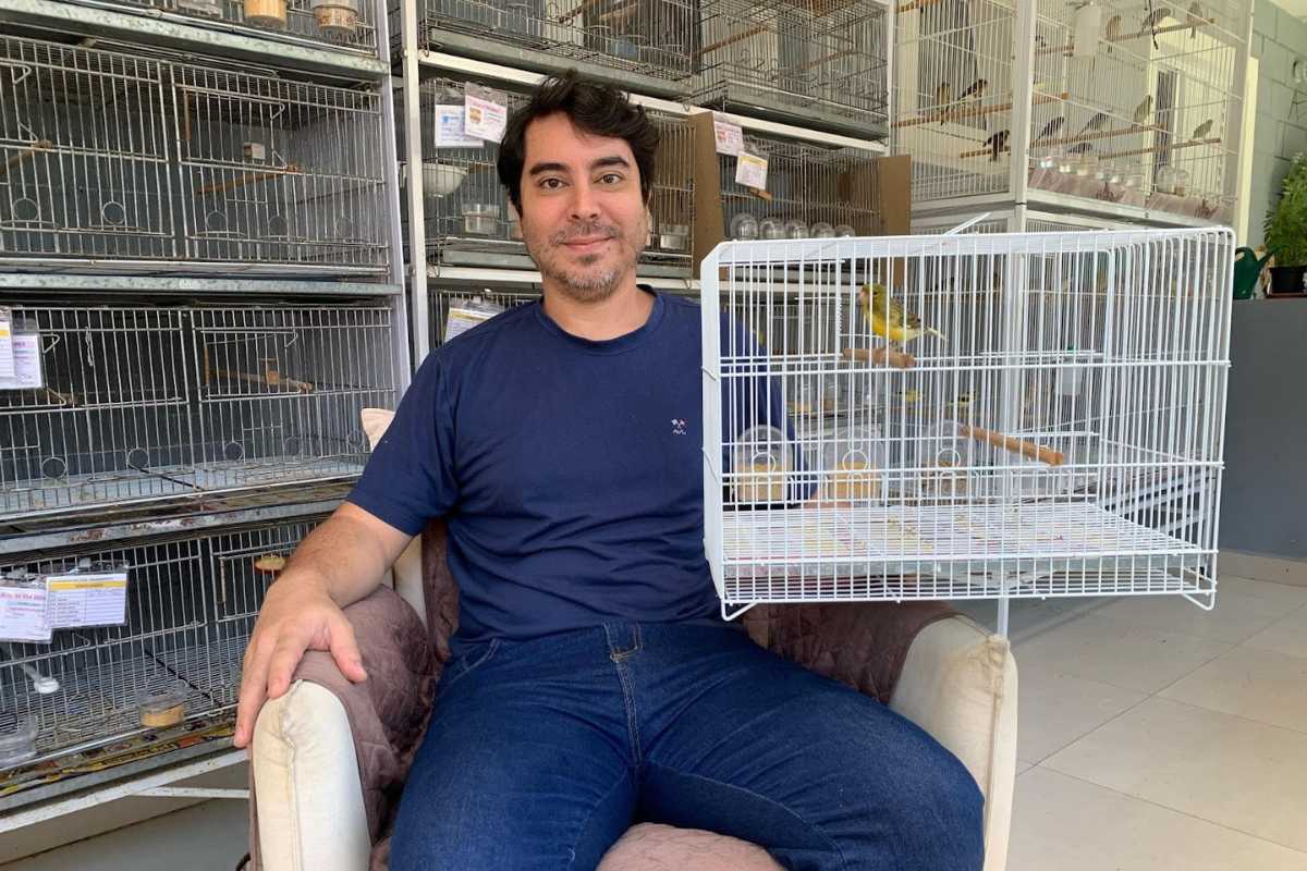 Canário Timbrado Espanhol Original. Como Identificar um Exemplar de Qualidade para Competição