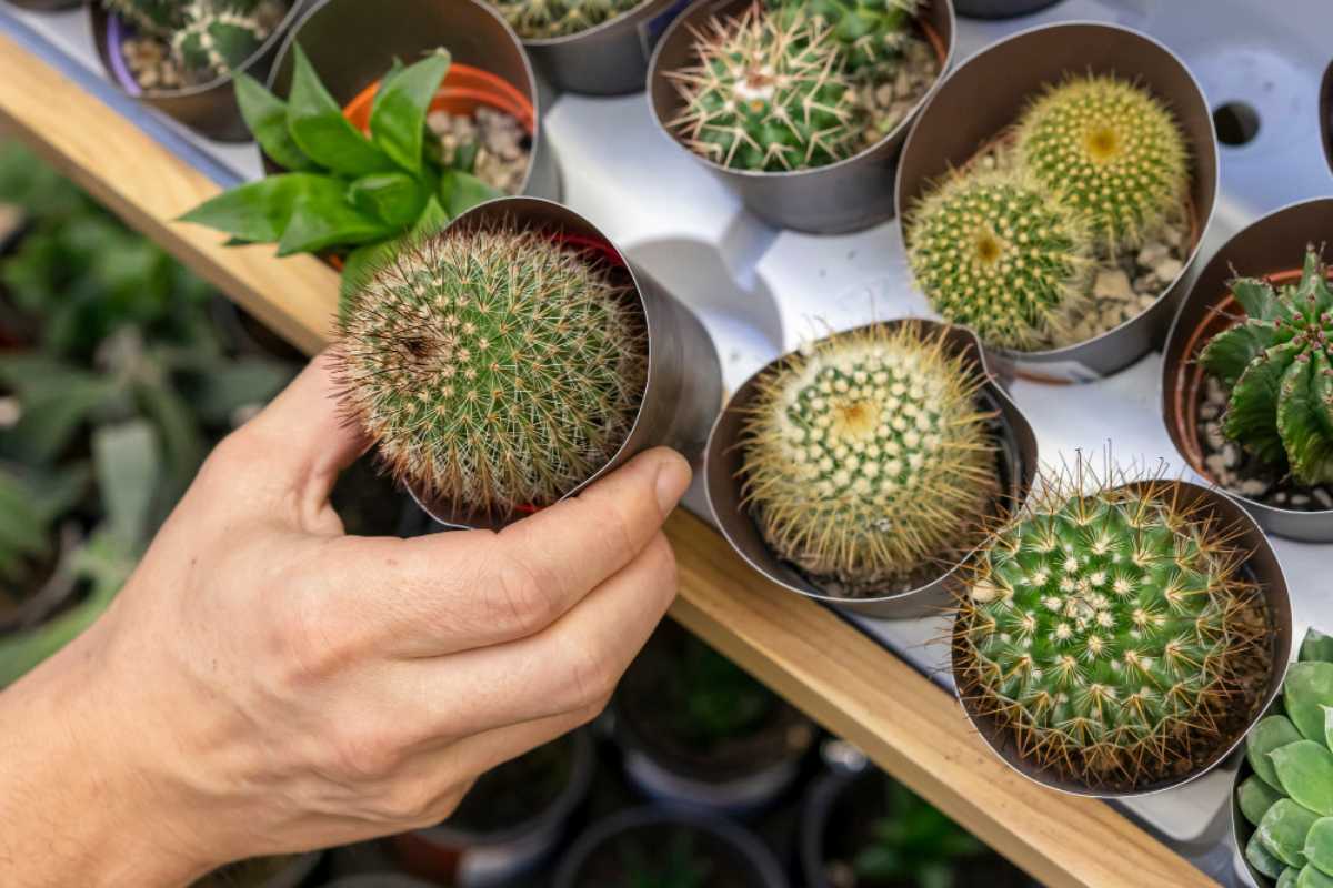 Comprar cactos online e suculentas: como montar uma coleção de fácil manutenção